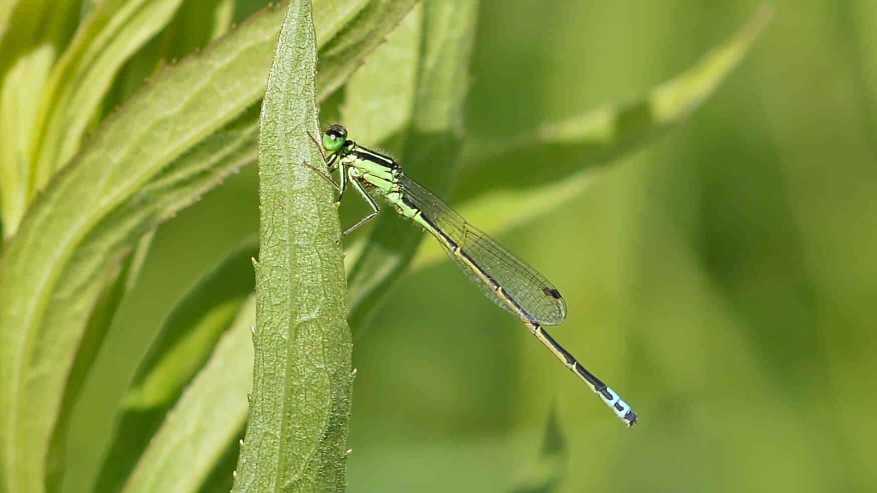 Image of Eastern Forktail