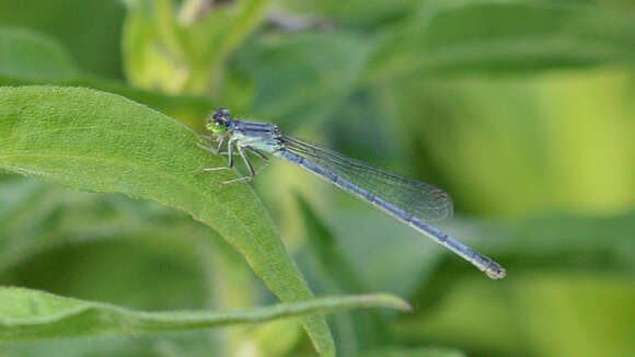 Image of Eastern Forktail