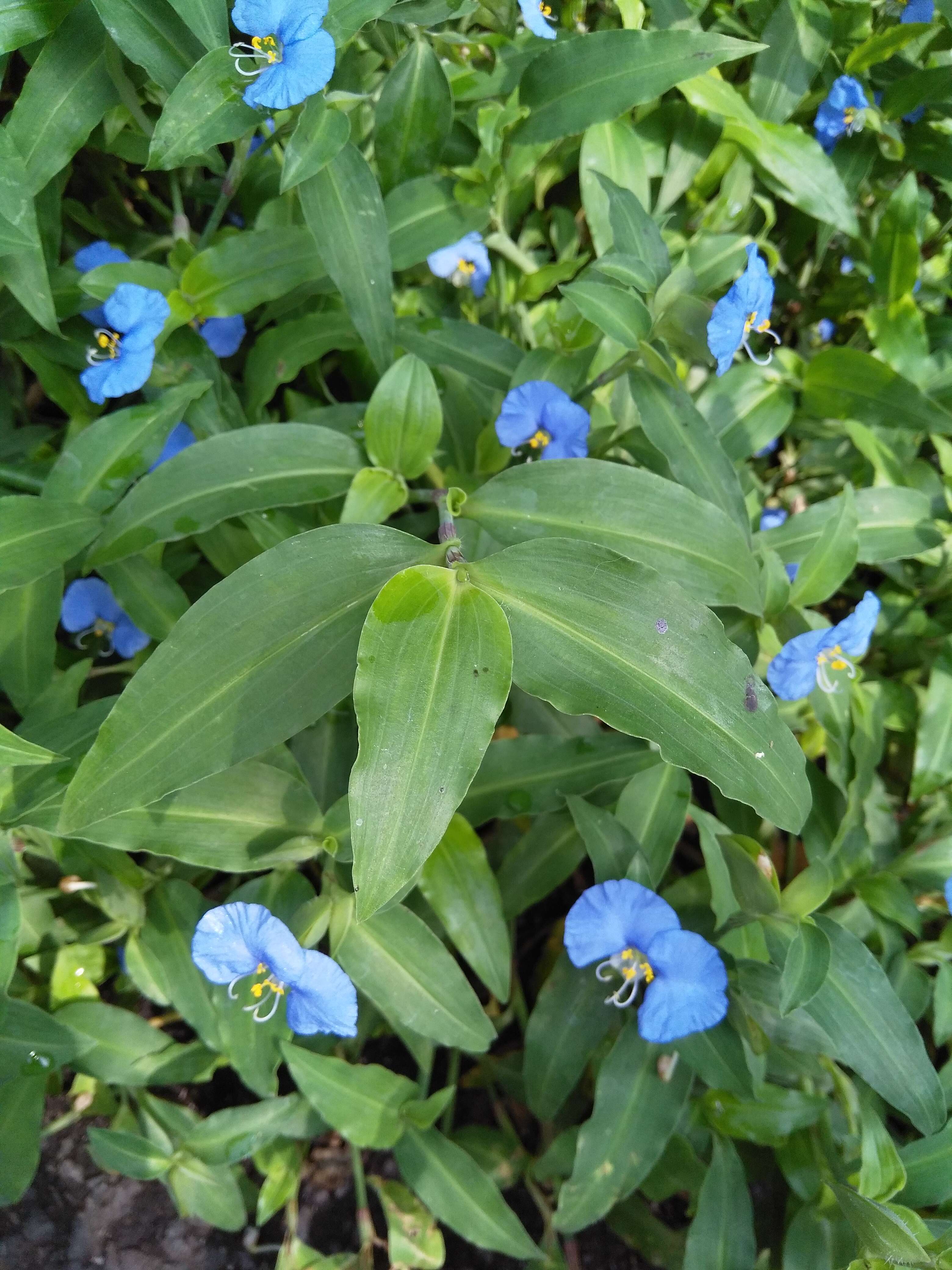 Image of Blousel Blommetjie