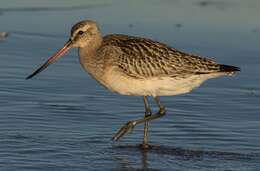 Image of Bar-tailed Godwit