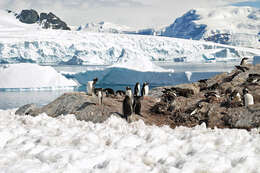 Image of Gentoo Penguin