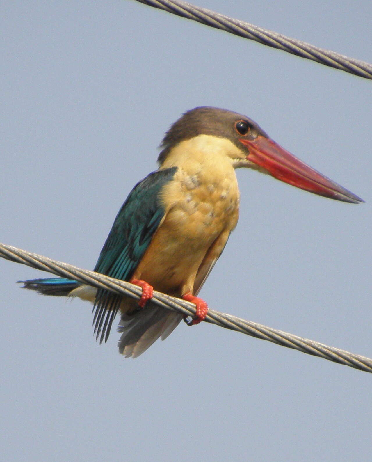 Image of Stork-billed Kingfisher