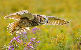 Image of Great Horned Owl