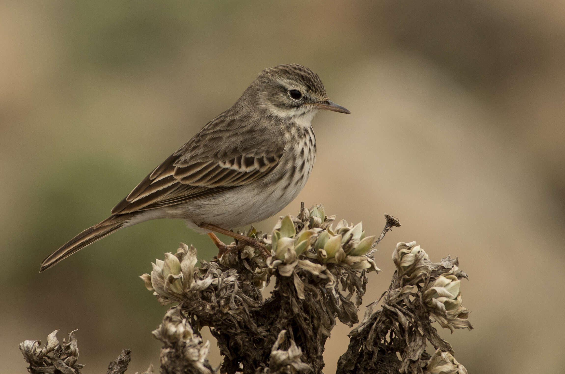 Image of Berthelot's Pipit