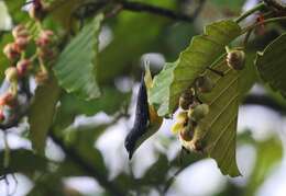 Image of Legge's Flowerpecker