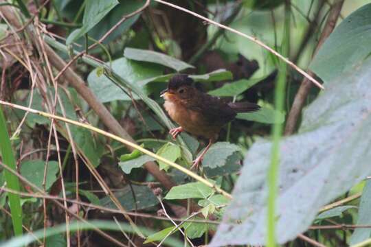 Image of Brown-capped Babbler