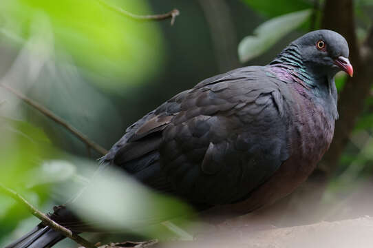 Image of Bolle's Laurel Pigeon