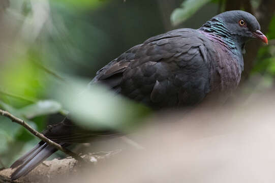 Image of Bolle's Laurel Pigeon