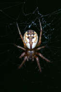 Image of Tuftlegged Orbweaver