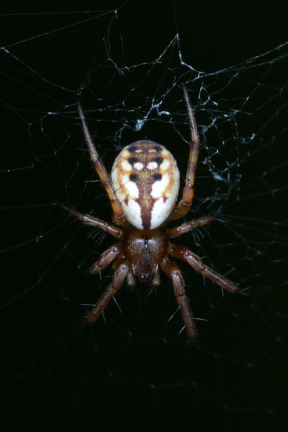 Image of Tuftlegged Orbweaver