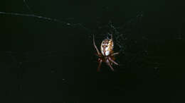 Image of Tuftlegged Orbweaver