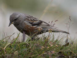 Image of Alpine Accentor