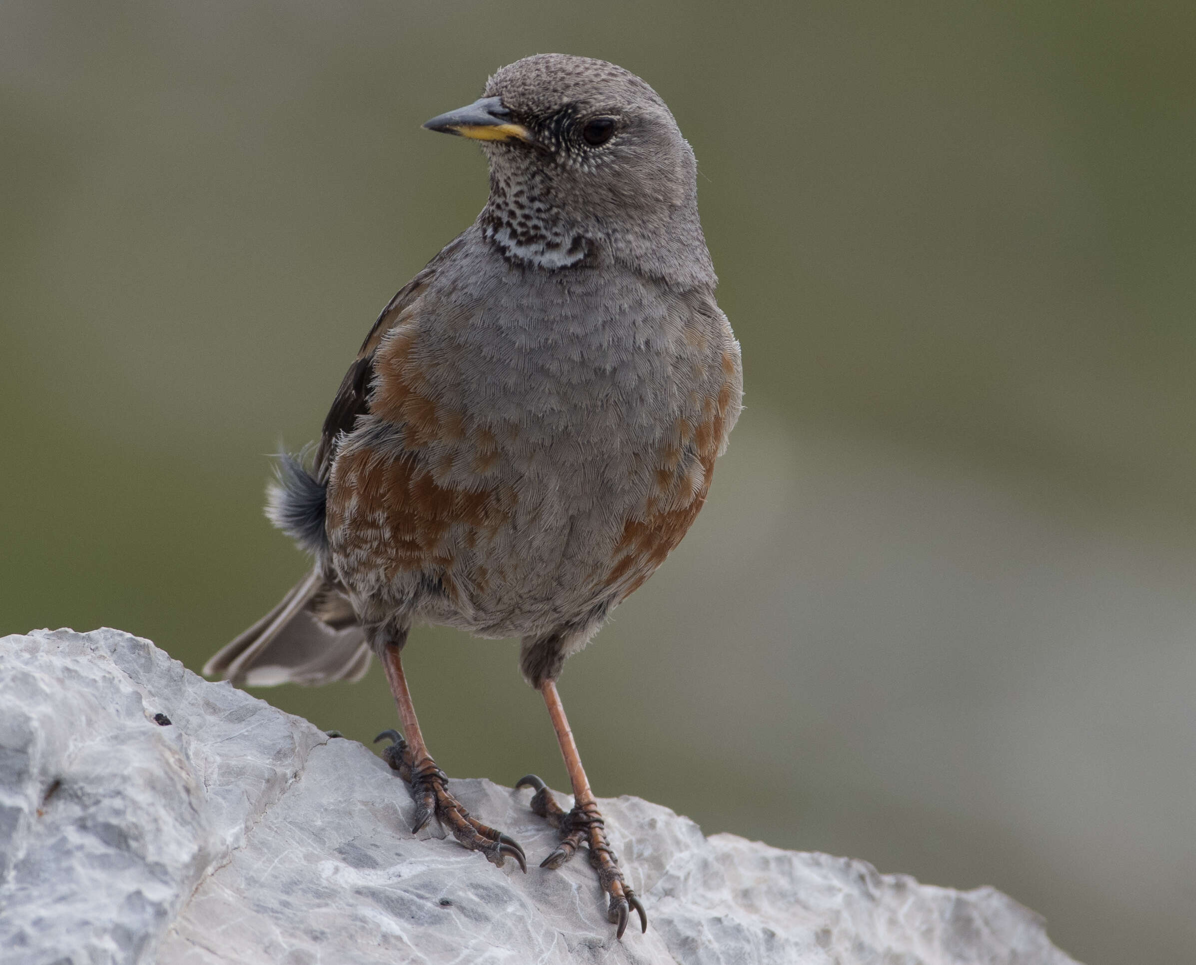 Image of Alpine Accentor