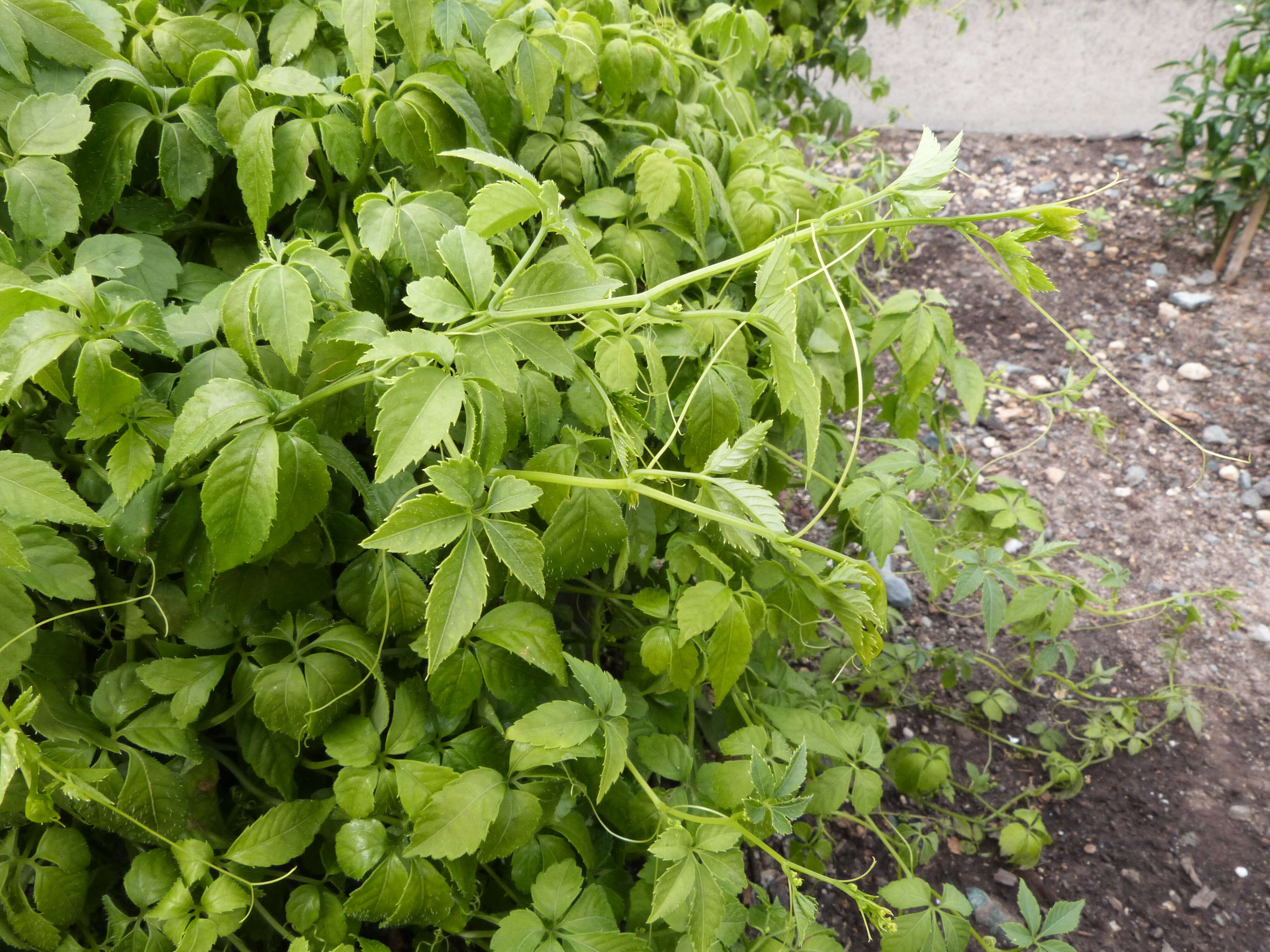 Plancia ëd Gynostemma pentaphyllum (Thunb.) Makino