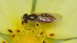 Image of Syrphid fly