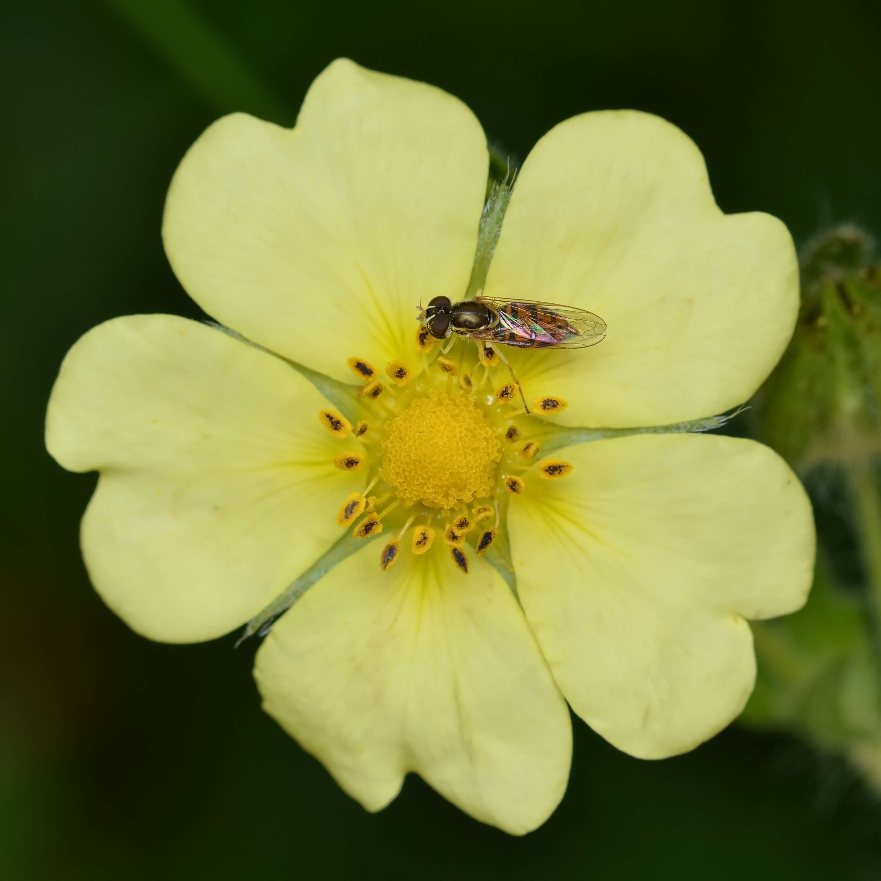 Image of Syrphid fly