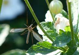 Image of Marsh crane fly