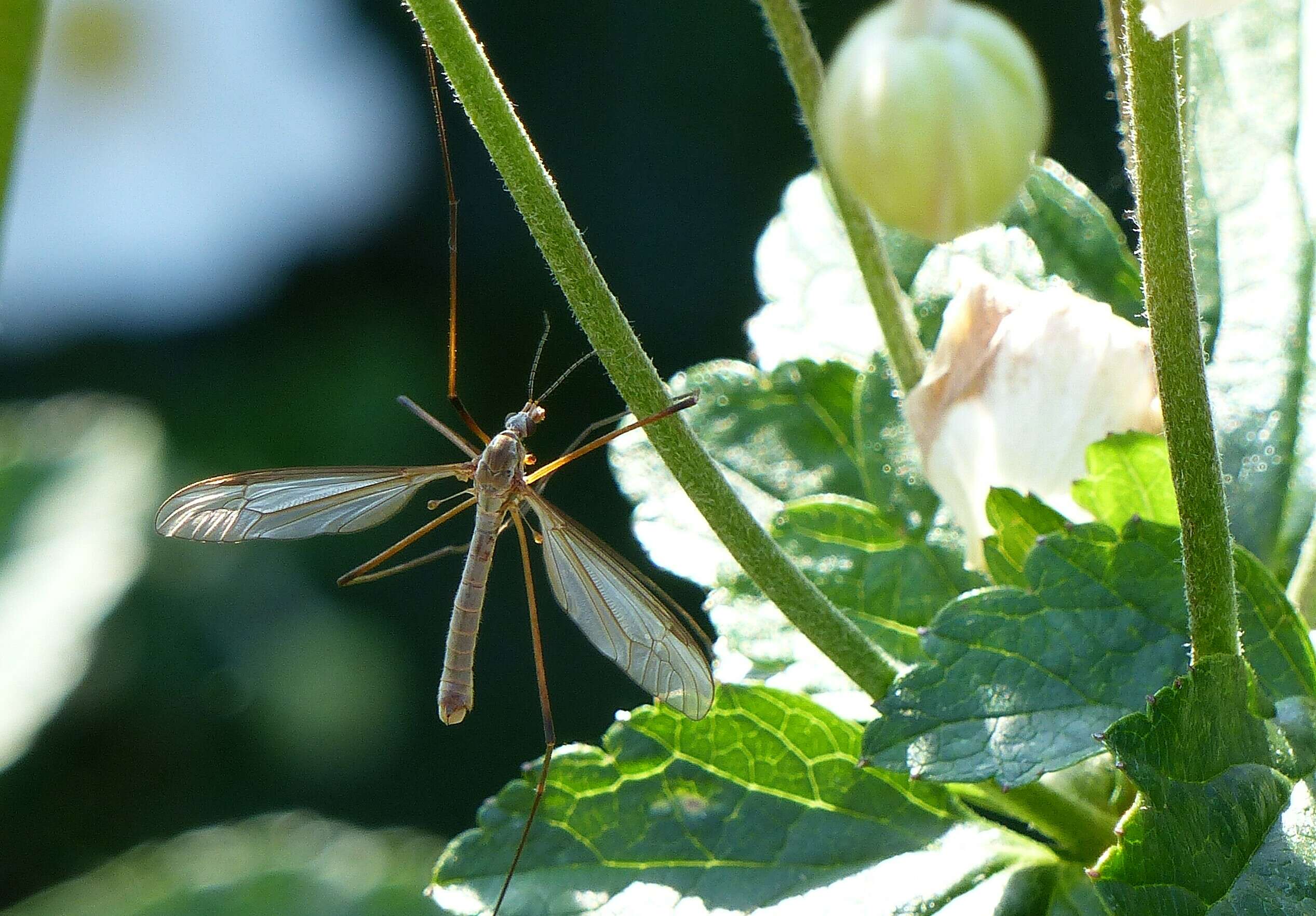 Image of Marsh crane fly