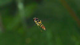 Image of Common Oblique Syrphid