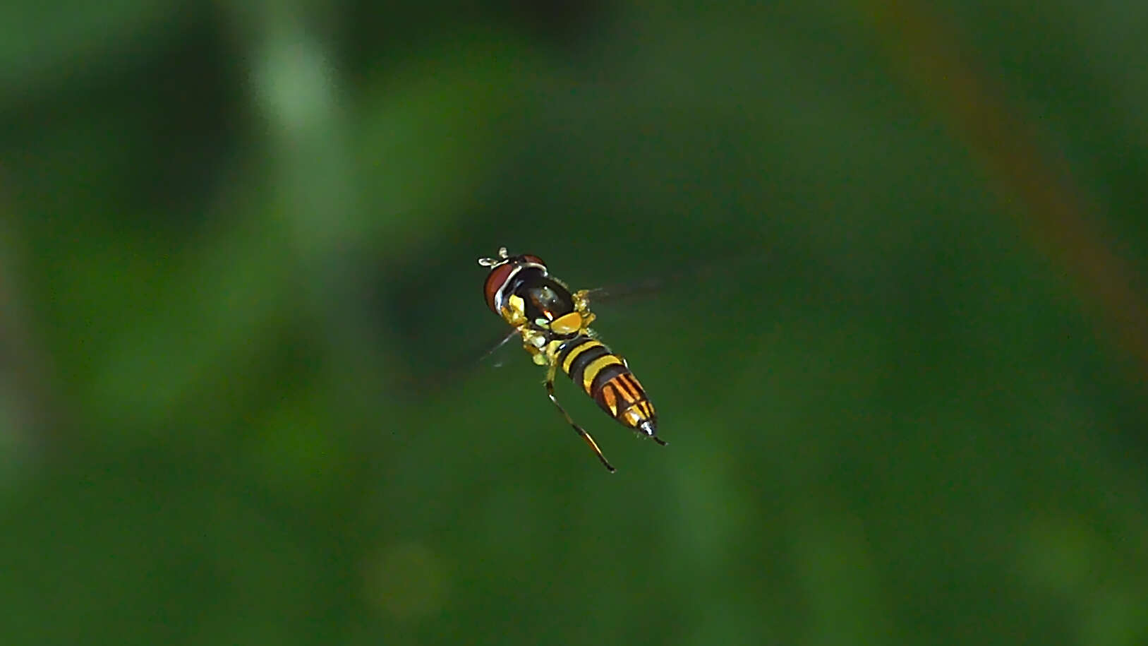 Image of Common Oblique Syrphid