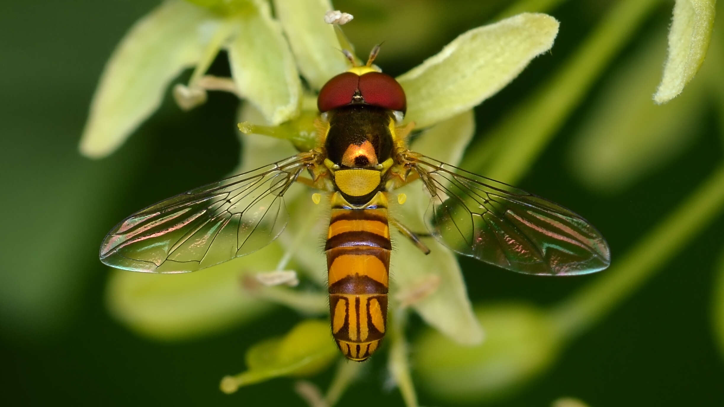 Image of Common Oblique Syrphid