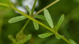 Imagem de Galium palustre L.