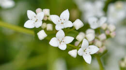 Imagem de Galium palustre L.