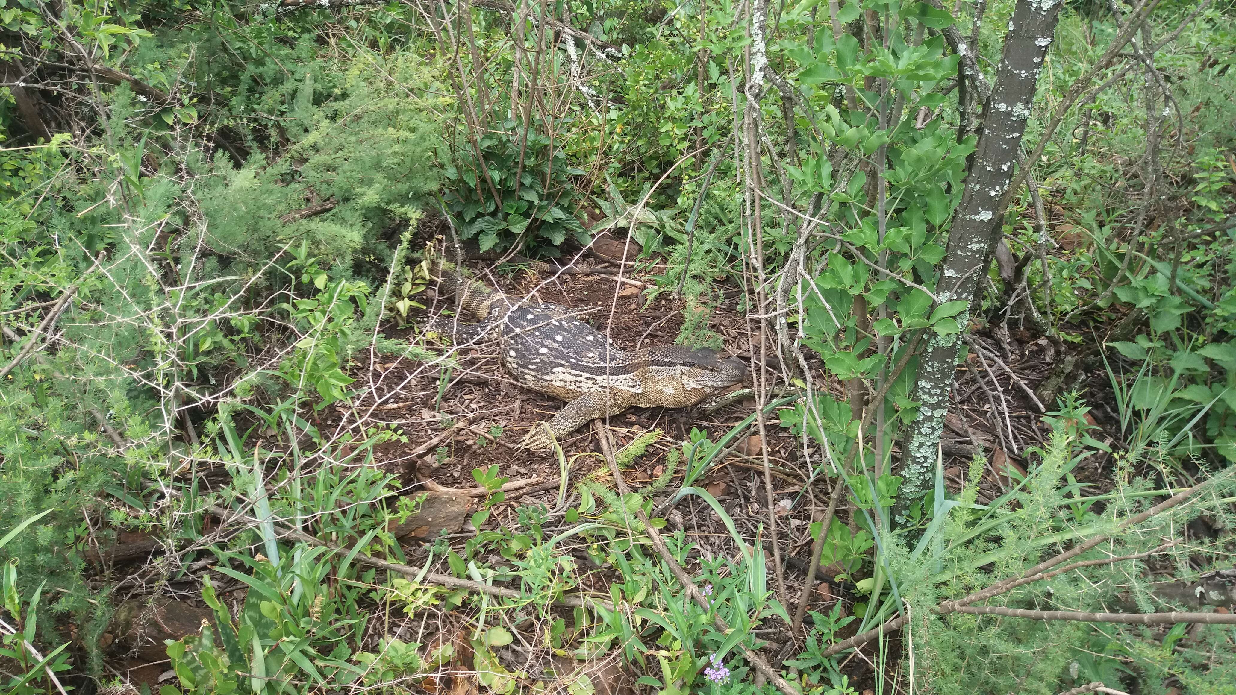 Image of White-throated monitor