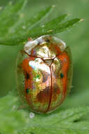 Imagem de Charidotella (Charidotella) sexpunctata (Fabricius 1781)