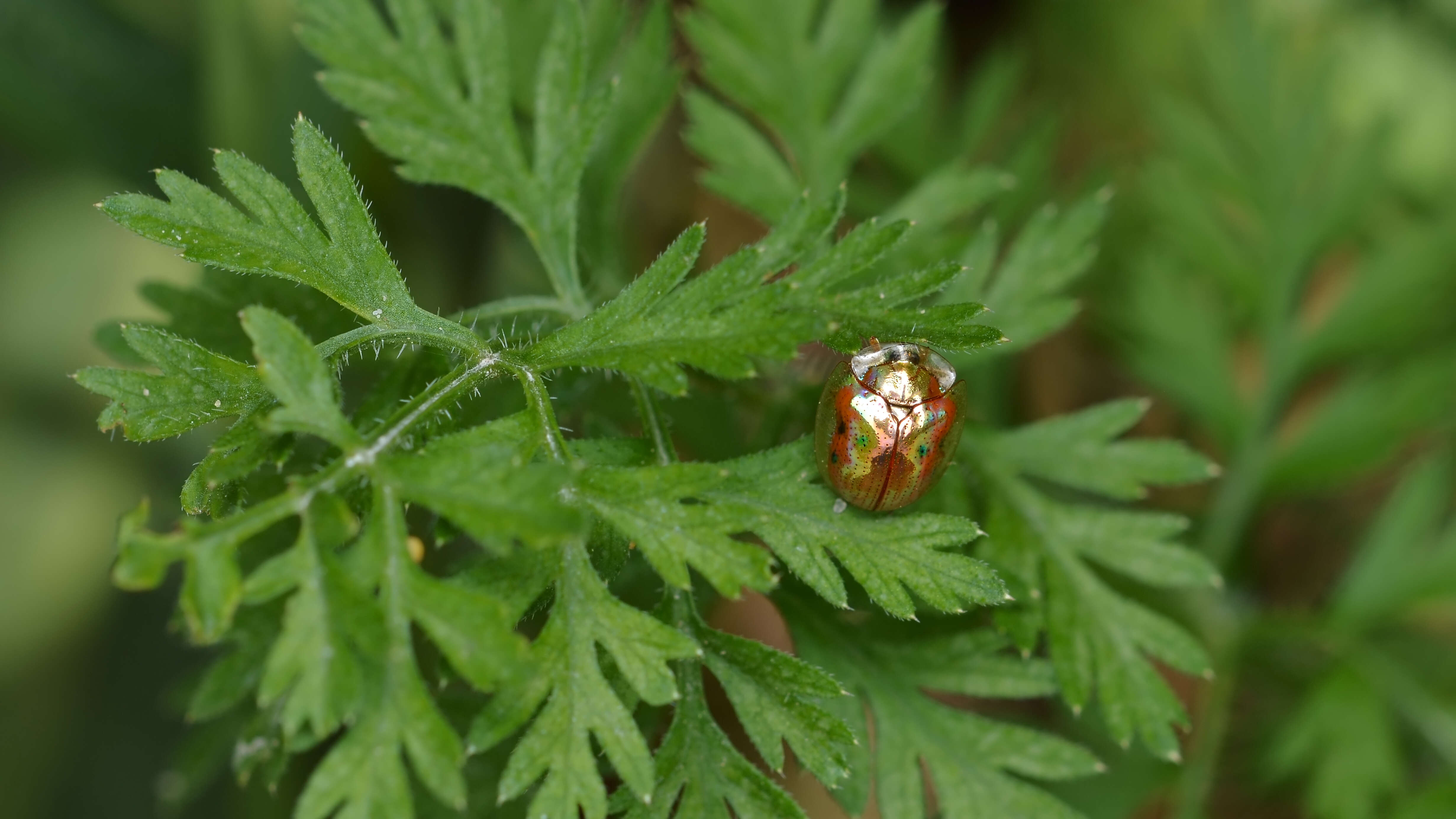 Imagem de Charidotella (Charidotella) sexpunctata (Fabricius 1781)