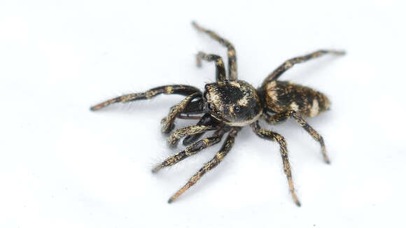 Image of Zebra spider