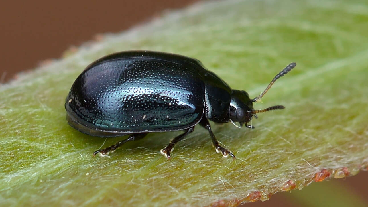 Image of willow leaf beetle