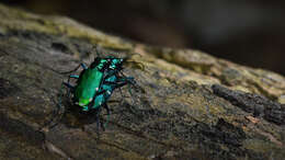 Image of Six Spotted Tiger Beetle