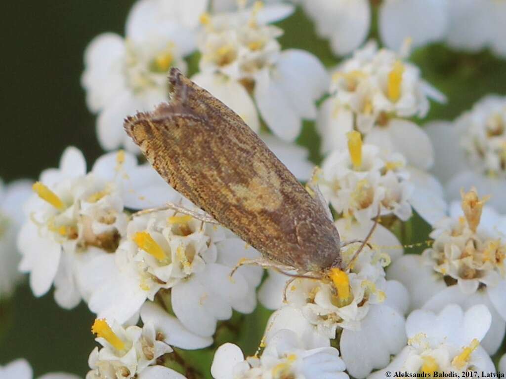 Image of Dichrorampha petiverella Linnaeus 1758