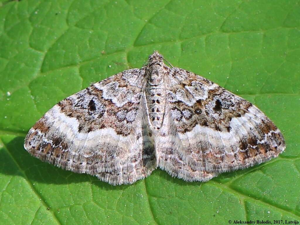 Image of common carpet