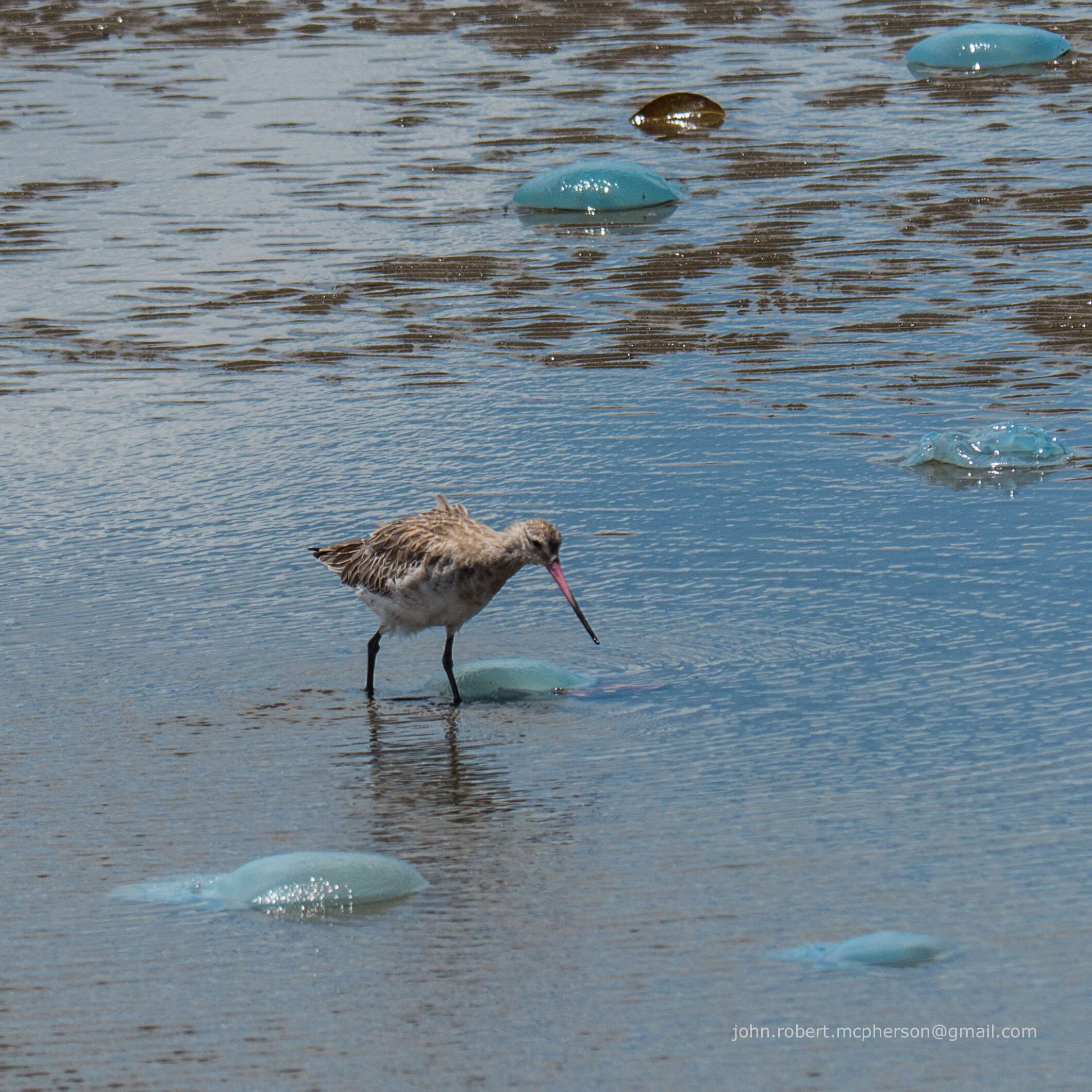 Image of Bar-tailed Godwit