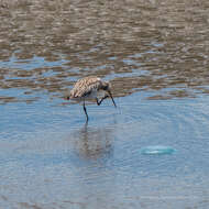 Image of Bar-tailed Godwit