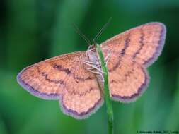 صورة Idaea serpentata Hüfnagel 1767