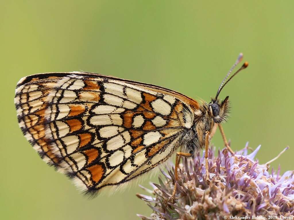 Image of Melitaea athalia