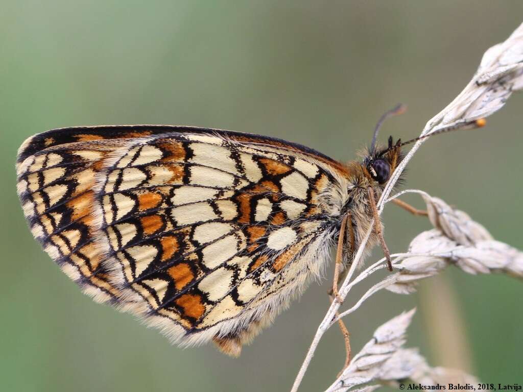 Image of Melitaea athalia