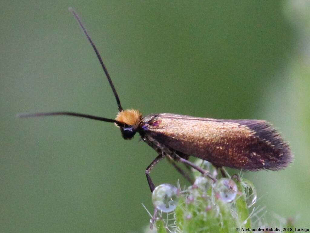 Image of marsh marygold moth