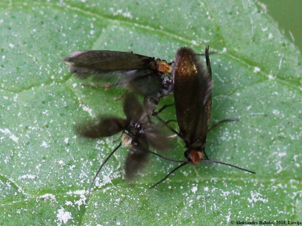 Image of marsh marygold moth