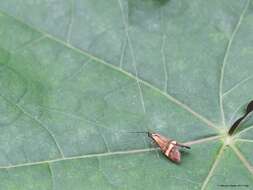 Imagem de Nemophora degeerella Linnaeus 1758