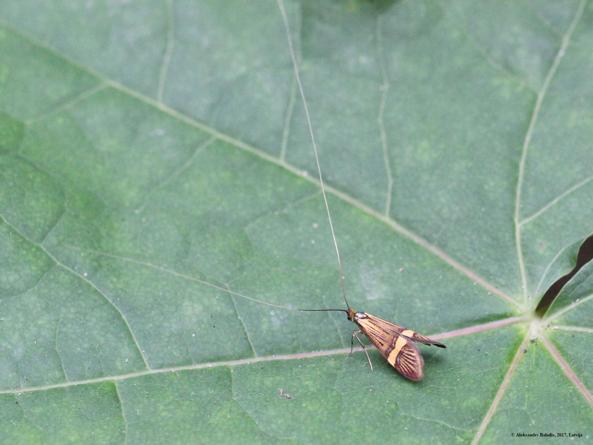 Imagem de Nemophora degeerella Linnaeus 1758