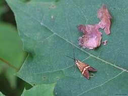 Imagem de Nemophora degeerella Linnaeus 1758