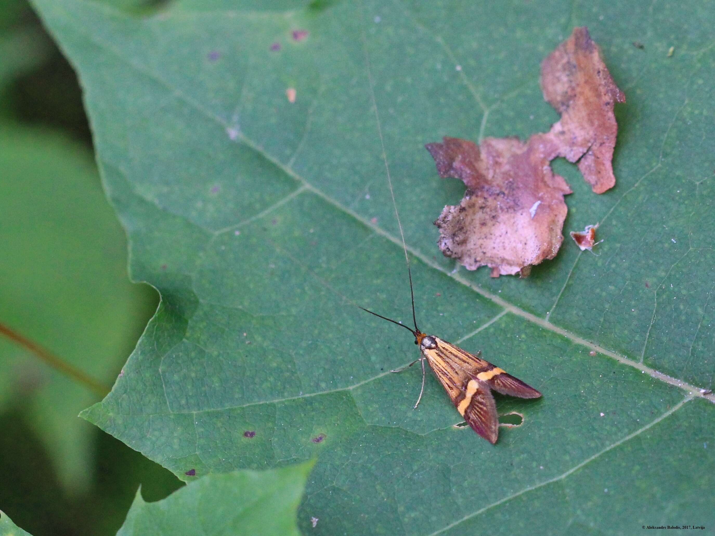 Imagem de Nemophora degeerella Linnaeus 1758