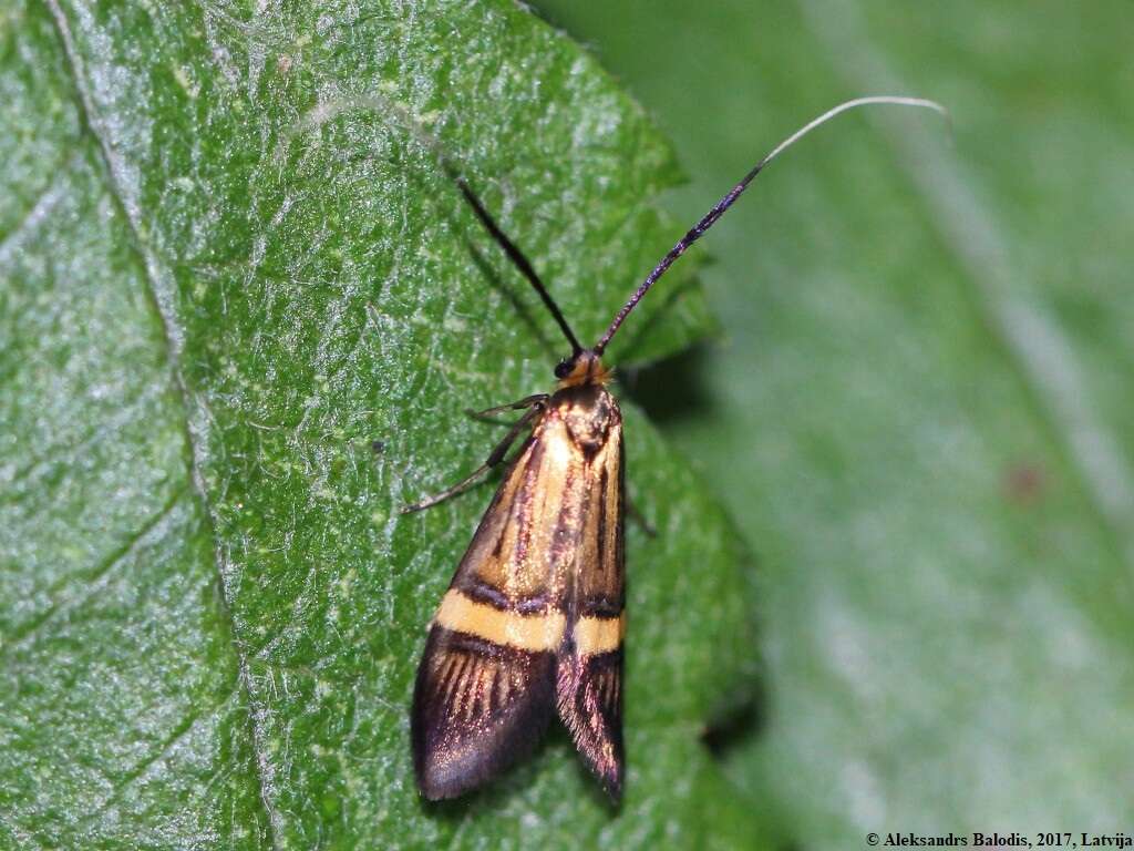 Imagem de Nemophora degeerella Linnaeus 1758