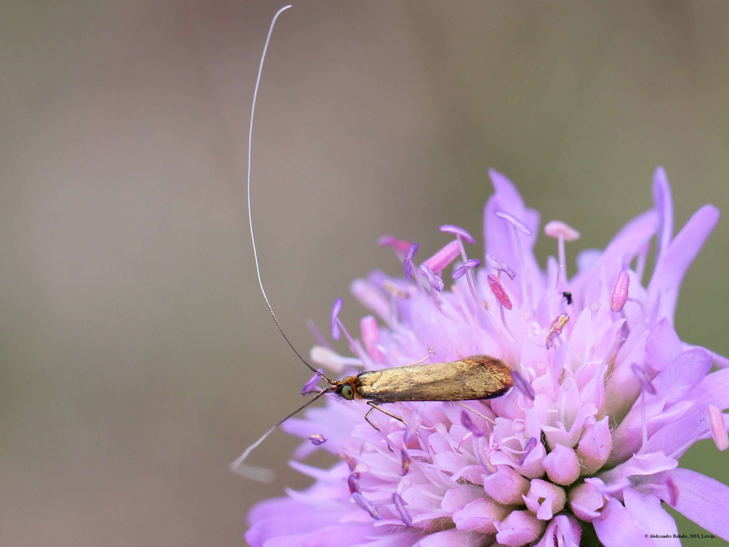 Image of Nemophora metallica