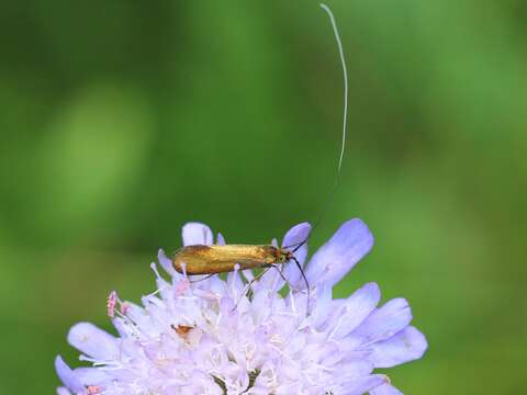 Image of Nemophora metallica