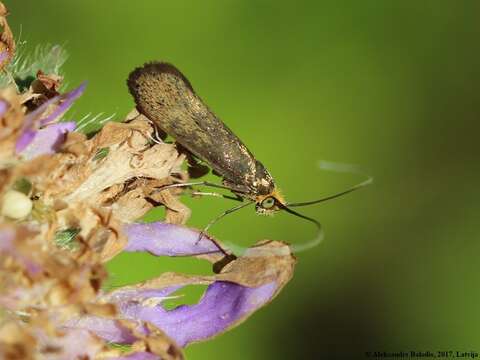 Image of Nemophora metallica